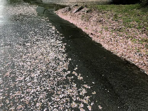雨水に流されていく桜の花びら