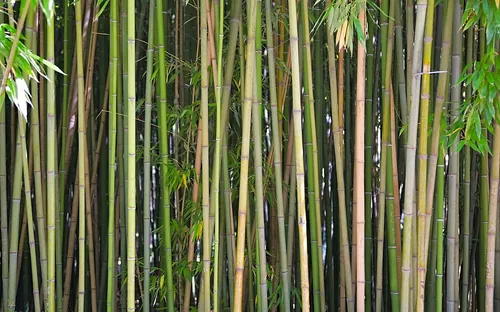 竹林の幹